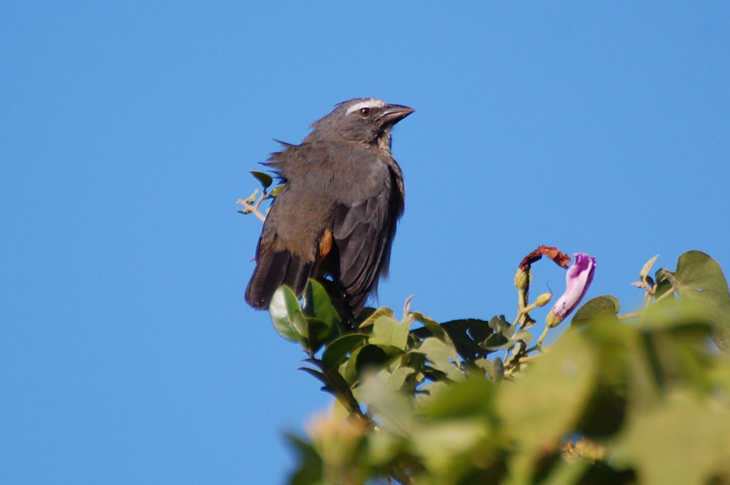 Brasile - uccello nel Pantanal: Saltator coerulescens (Cardinalidae)